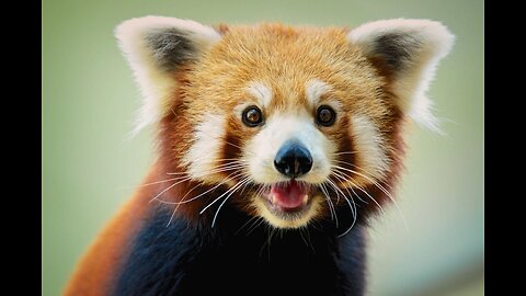 CUTEST Collection of the Cutest Red Pandas
