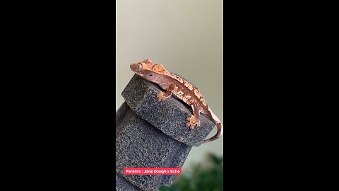 Another Tri Color Gecko!