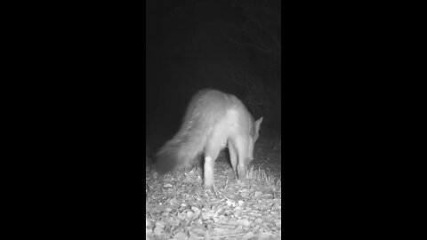 Striped Skunk, Raccoon, Gray Fox 🦨🦝🦊Late Night Frolics