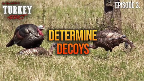 Determine Decoys | Turkey Addict Part 3