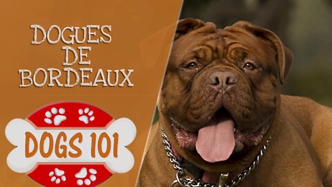 Dogs 101 - Dogues De Bordeaux - Top Dog Facts About the Dogues De Bordeaux