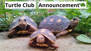 Turtle Club Announcement 🐢 #vlog #turtle #animals #garden #venezuela #reptiles