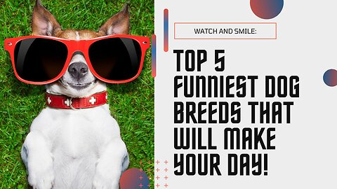Top 5 Funniest Dog Breeds That Will Make Your Day!