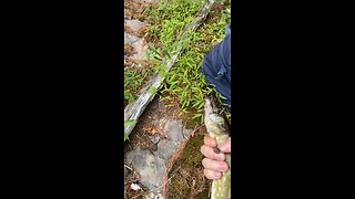 Pickerel at Pickerel pond NY