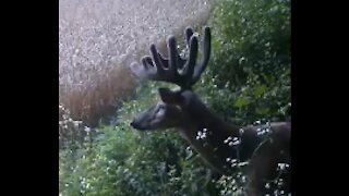 Fred Zepplin 2021, 8/19/21 "Big Bucks" Gettin "BIGGER"