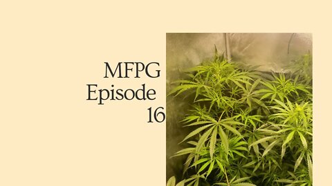 My First PhotoPeriod Grow EP16