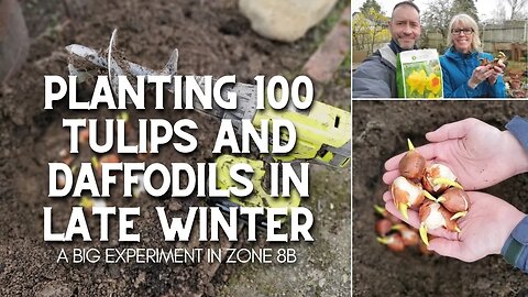 Planting 100 Tulips and Daffodils in Late Winter 😲
