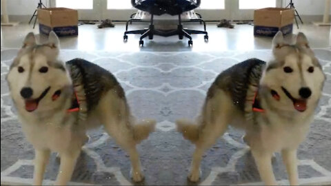 Energetic Husky Playing Indoors