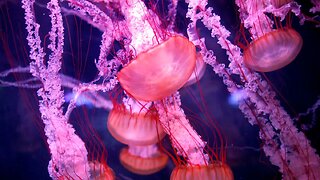 Eternal Wonder: The 'Immortal Jellyfish' and Its Reverse Aging