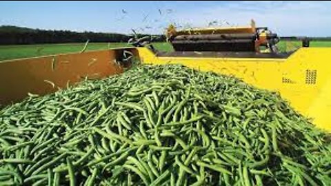 Amazing Modern Green Bean Harvesting Machine - Green Bean and Japan Soybean Processing Factory