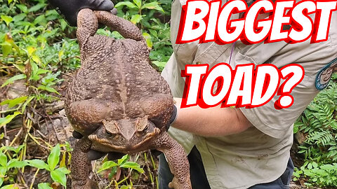 The Deadly Cane Toad!