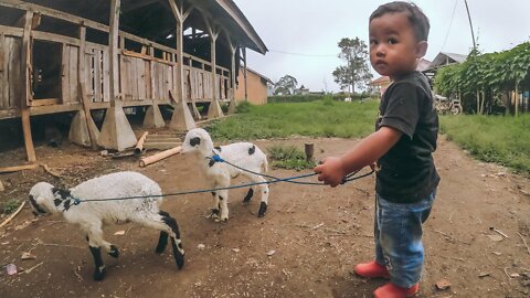 Domba Garut Lepas, Menggemaskan ~ Fun With Sheep
