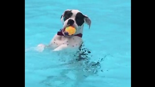 Dog hangs out in the pool just like a human