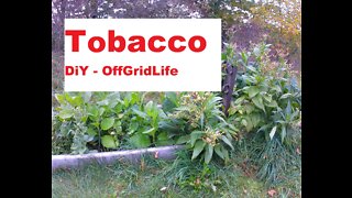 Tobacco - Grow your own - OffGridLife