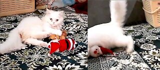 Kitten Kicking To Santa Claus and Santa Claus Is Helpless