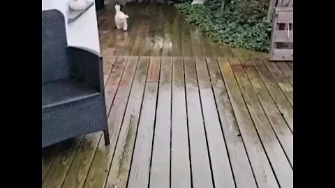 intelligent puppy dog 🤣🤣 Amazing video