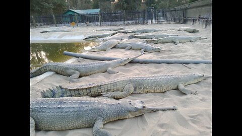 crocodile lines