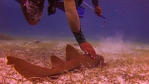 Baby Shark Follows Scuba Divers Like A Lost Puppy