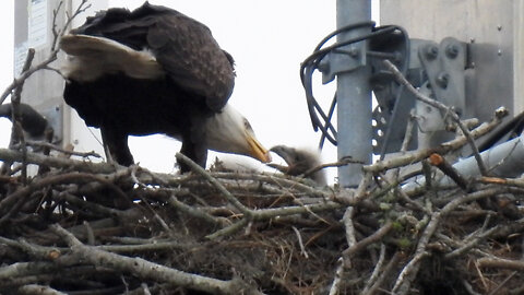 Two and Half Week-Old Eaglets Are Fed.