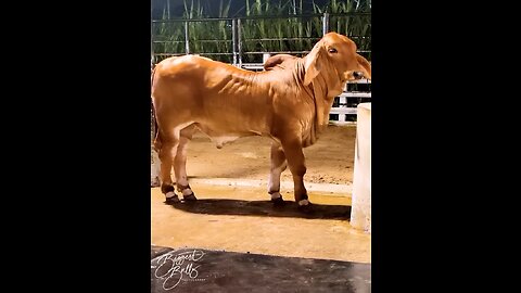 Brahman bull baby ❤️