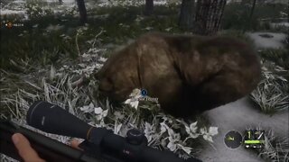 A Moose Hunt Turns Into A Battle With Two Grizzly Bears Hunter Call Of The Wild