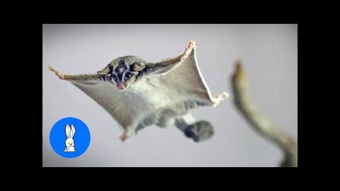 SUGAR GLIDERS Flying Funny Cute Compilation