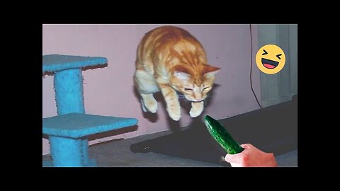 Funny animals video, cute kittencat , funny cats video