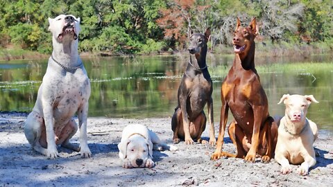 Dogo Argentino and White Doberman Duke it Out on Our Dog Beach