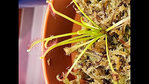 Carnivorous Plant Transplant, How and Why.