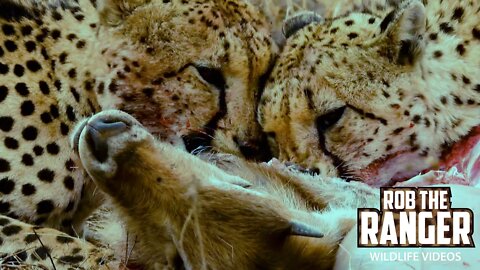 Cheetah Eat A Waterbuck Until Vultures Take Over | Kruger National Park