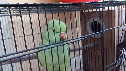 Talk Green parrot 🦜