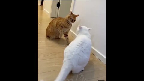 Funny cats#funny#funnycat #catvideo#funnycat#cats#cat#funny