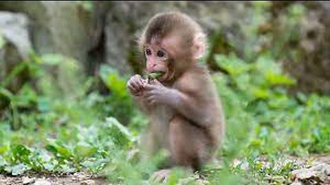 Monkey See Monkey Do! (Baby Edition) - Cutest Compilation