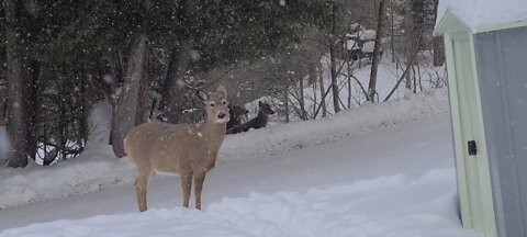 It's a snowy day and the deer are out