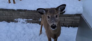 Family of deer show up