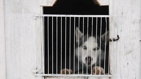 Cute siberian husky in the cage