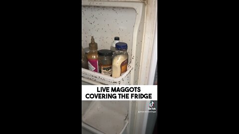 EVICTION IN LAS VEGAS: MAGGOT INFESTATION