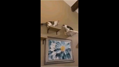 Most Funniest Pets**Fighting