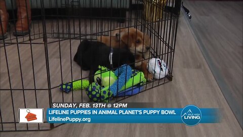Animal Planet's Puppy Bowl Feb 13th // Lifeline Puppy