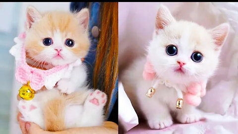 Baby Cats - Cute Fanny Cats Video