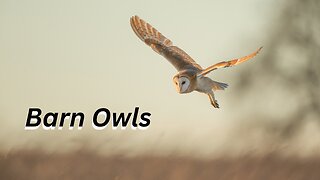 Fascinating World of Barn Owls