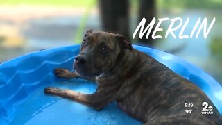 How pet owners keep their pets cool