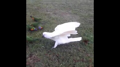 Nasty cockatoo bullies flock of smaller parrots