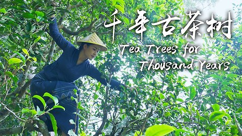 Ancient Tea Trees Passed on by the Bulang People on Jingmai Mountain