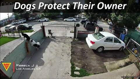 Dogs Protect Their Owner Caught On Ring Camera | Doorbell Camera Video