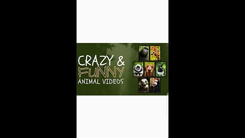 Funny and hilarious videos of animals ||