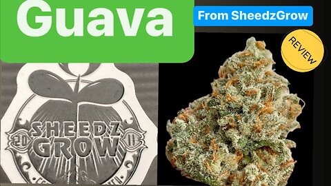 Guava Review from SheedzGrow