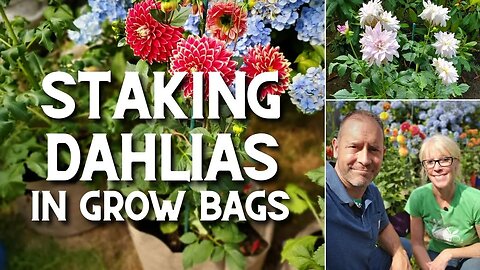 Staking Dahlias in Grow Bags 🤔😉