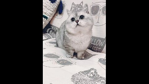 Cute and lovely cat❤❤ #viral
