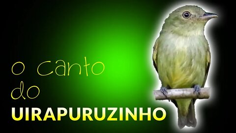 UIRAPURUZINHO | Pássaros Cantando na Natureza ao Amanhecer | Vida no Campo